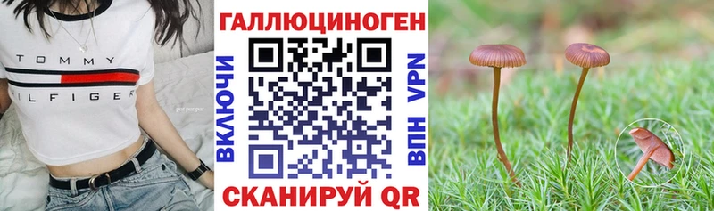 где купить   Опочка  Галлюциногенные грибы GOLDEN TEACHER 